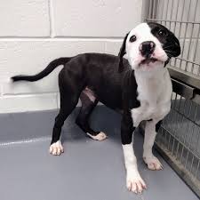 Hilton Head Humane added a new photo. - Hilton Head Humane