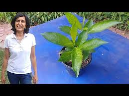 A soil test is the only sure way to determine soil deficiencies that may be responsible if jasmine leaves are yellow. How To Propagate Night Blooming Jasmine With Actual Results Youtube