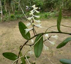 Image result for Solenangis