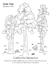 California redwood tree coloring pages coloring pages source : California State Tree Coloring Page Free Coloring Library