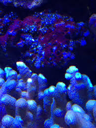 Hydroids? 3 Stages...What Is It And How Do I Get Rid Of It? |  Saltwaterfish.Com Forums For Fish Lovers!