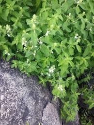 Image result for Pogonospermum ciliatum