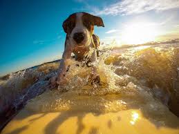 Why pay $50 or more for someone else to wash your dog? 6 Things To Do With Your Dog This Summer In San Diego Fonjon Pet Care