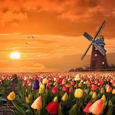 Pin By Mercedes Merche On Moulins Tulip Painting Tulips Tulip Festival