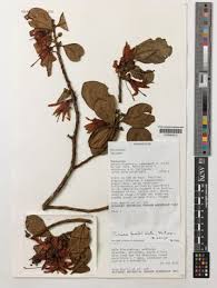 Image result for Turraea stolzii