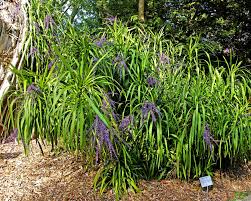 Image result for Cordyline stricta