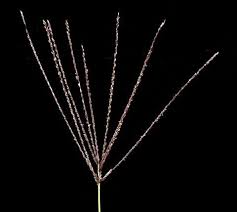 Image result for Digitaria acuminatissima