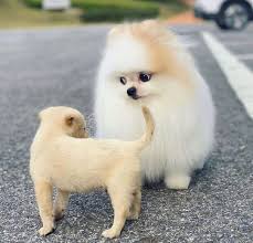 Pomeranian Cutest Puppies On Instagram Dude Where S Your Fur Pommiezzz Click The Link I Pomeranian Puppy Pomeranian Pomeranian Puppy For Sale
