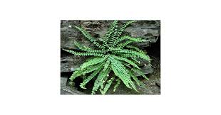 Image result for Asplenium goetzei