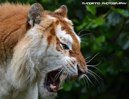 Golden Tiger Olmense Zoo Golden Tiger Feline Big Cats