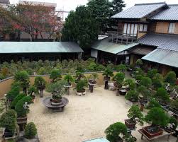 Bonsai garden, home of the fuchsia bonsai. Bonsai Garden Design Bonsai Empire