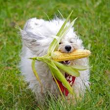 What Vegetables Can Dogs Eat Can Dogs Eat Can Dogs Eat Corn Can Dogs Eat Tomatoes