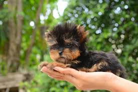 The tiniest and the cutest yorkshire terrier puppies and teacup yorkies in the nation are found here! The Complete Teacup Yorkie Care Guide Price Lifespan And More Perfect Dog Breeds