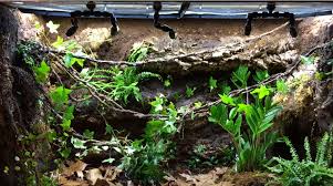 How to Start Your First Living Vivarium - The Tye-Dyed Iguana - Reptiles  and Reptile Supplies in St. Louis.