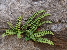 Image result for sleziník Asplenium