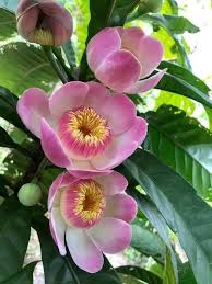 Image result for Tristachya superba