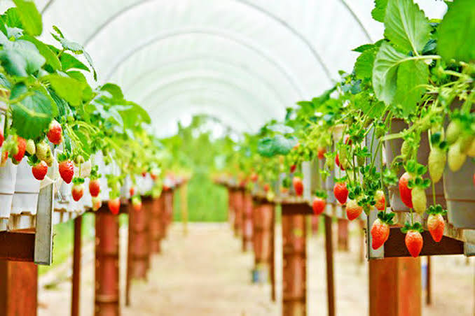 Top 15+ vườn dâu Đà Lạt tự hái ăn tại vườn, sống ảo thỏa thích – VinWonders