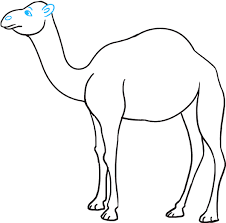 The back of the hind leg will line up with the camel's back you drew earlier. Download Hd 680 X 678 6 Draw Camel Step By Step Transparent Png Image Nicepng Com
