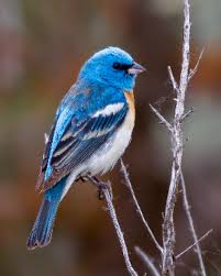 Pet Birds That Don T Fly Away Pin By Hunny Adam On Beatiful And Colorful Birds Pet Birds Birds Colorful Birds