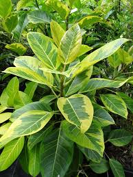 Image result for Ficus stuhlmannii