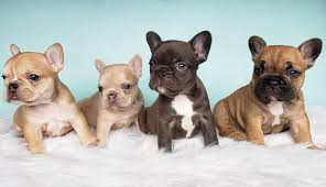 Choose a harness for your french bulldog. French Bulldog Puppies Near Me Hoobly