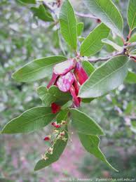 Image result for Schinopsis