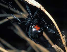 The species closely resembles the black widow spider, aside from its colouring. Black Widow Spiders Mdc Discover Nature