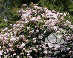 Saved by sue stensatter alonzo. Rose Venusta Pendula Kletterrose Rambler Weinsberger
