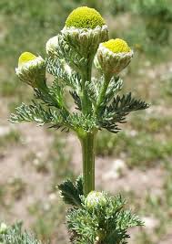 Image result for Dicoma arenaria