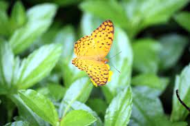 As most other butterflies, a yellow butterfly is a symbol of changes and transition. Myths Symbolism And Meaning Of Yellow Butterflies