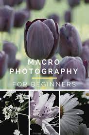 10 Macro Photography Tips For Beginners Easy Steps To Take Your Macro Photography To The Macro Photography Tips Nature Photography Tips Dslr Photography Tips