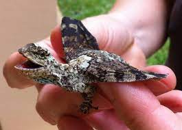 By 'flying lizard specie' the op means this particular lizard, named specie. Flying Lizard Draco Volans Animals You Ve Never Heard Of