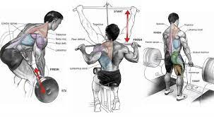 A great way to train these muscles is to do the oblique plank crunch or russian twists. The Only Back Workout You Need For That Perfect V Shape Gymguider Com Back Workout Good Back Workouts V Shape