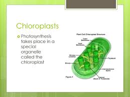 The structure in plants where photosynthesis takes place is known as thechloroplast. Bell Ringer How Do Plants Obtain Food Ppt Download