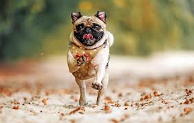 Ver más ideas sobre perros pug, pug, perros. Raza De Perro Pug Informacion Completa Y Consejos