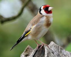 We did not find results for: Goldfinch Fact File British Garden Wild Bird Peckamix