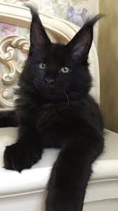 Click Here More Cat Funny Cat Cat Videos Cute Cat Cat Compilation Cats Funny Cat Videos Cat Fails Cat Video Ca Pretty Cats Cute Cats And Kittens Kittens Cutest