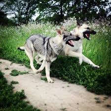 Black And Silver German Shepherd Puppies For Sale Near Me Bellevue German Shepherds German Shepherd Black German Shepherd Puppies Puppies For Sale