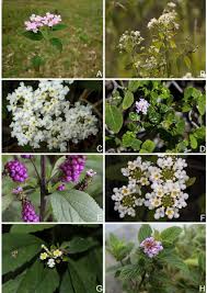 Image result for Faroa involucrata