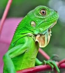 36 Animals With Amazing Camouflage Skills With Pictures Animals Green Animals Iguana