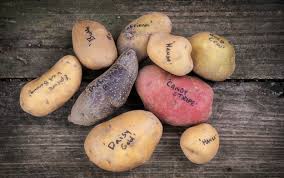 Check spelling or type a new query. How To Grow Potatoes Seed Savers Exchange Blog