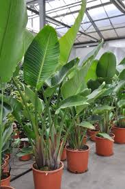 20 Ways To Redeem Your Terrace Area In 2020 House Plants Decor Plant Decor Indoor House Plants Indoor