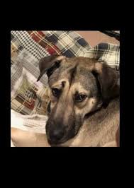 Learn more about marty today. Pets For Adoption At German Shepherd Rescue Of Ny Inc In Delmar Ny Petfinder