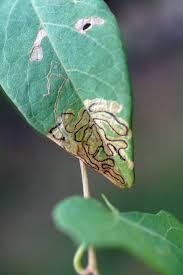 Image result for Stigmella freyella