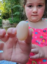 Are these snake eggs or turtle eggs Please ￼