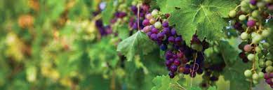 The most common are those that are entirely outside a. Winery Vineyard Insurance Allen Financial Insurance Group