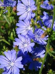 Is Chicory Good For You Ask Dr Weil Plants Bach Flowers Purple Garden