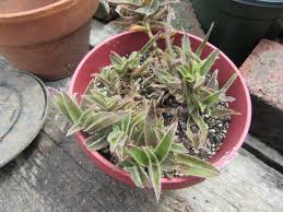 Image result for Cyanotis longifolia
