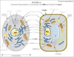 Maybe you would like to learn more about one of these? Cytology Diagram Quizlet