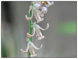Image result for Dipcadi brevifolium